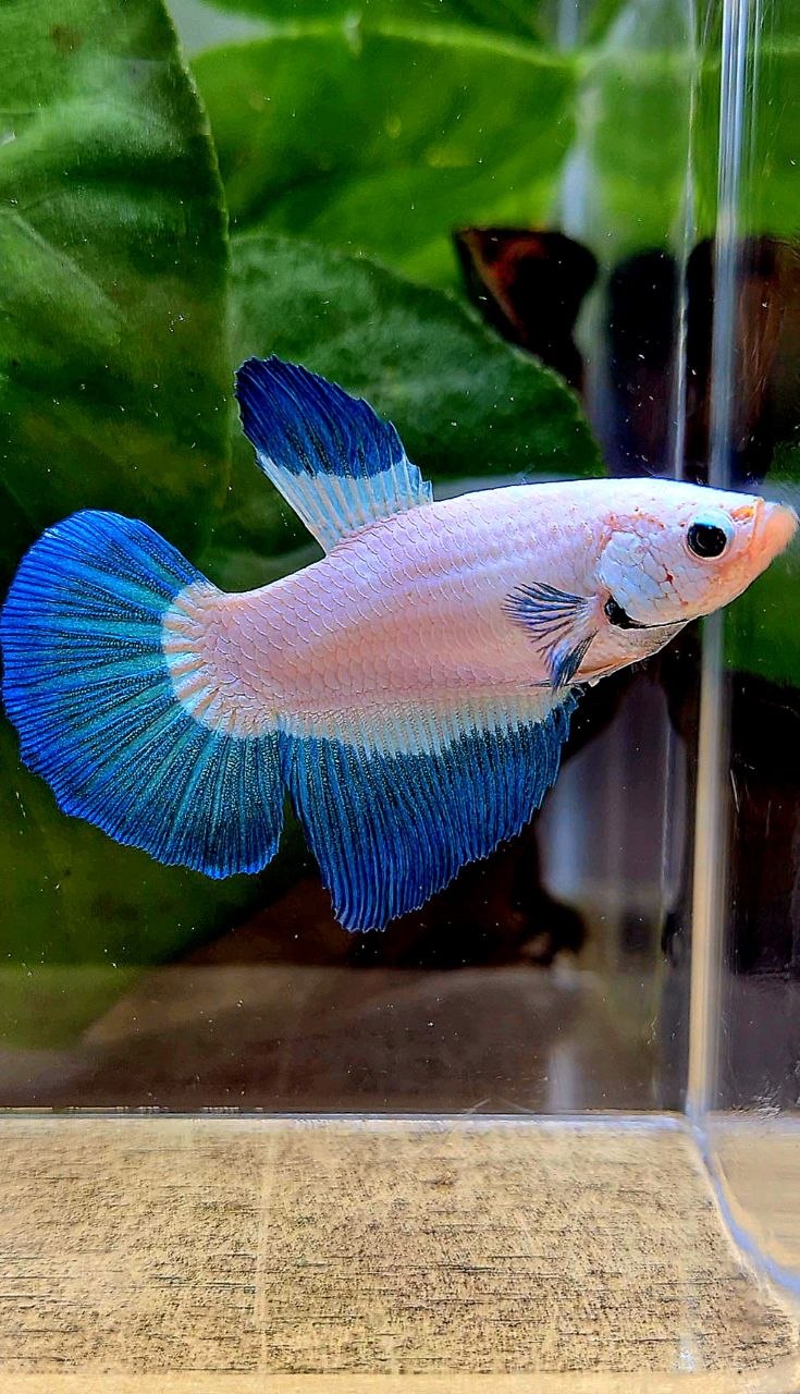 FEMALE HALFMOON BLUE RIM BUTTERFLY BETTA FISH