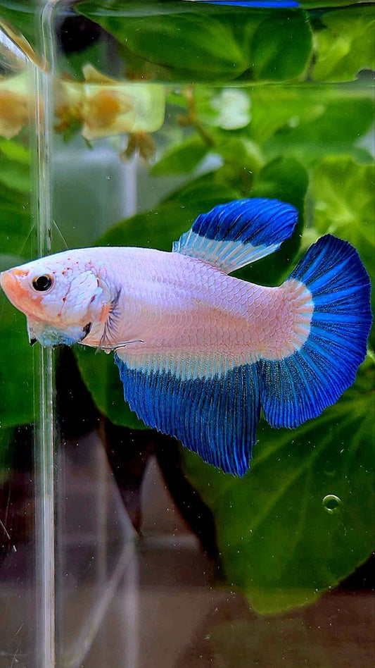 FEMALE HALFMOON BLUE RIM BUTTERFLY BETTA FISH