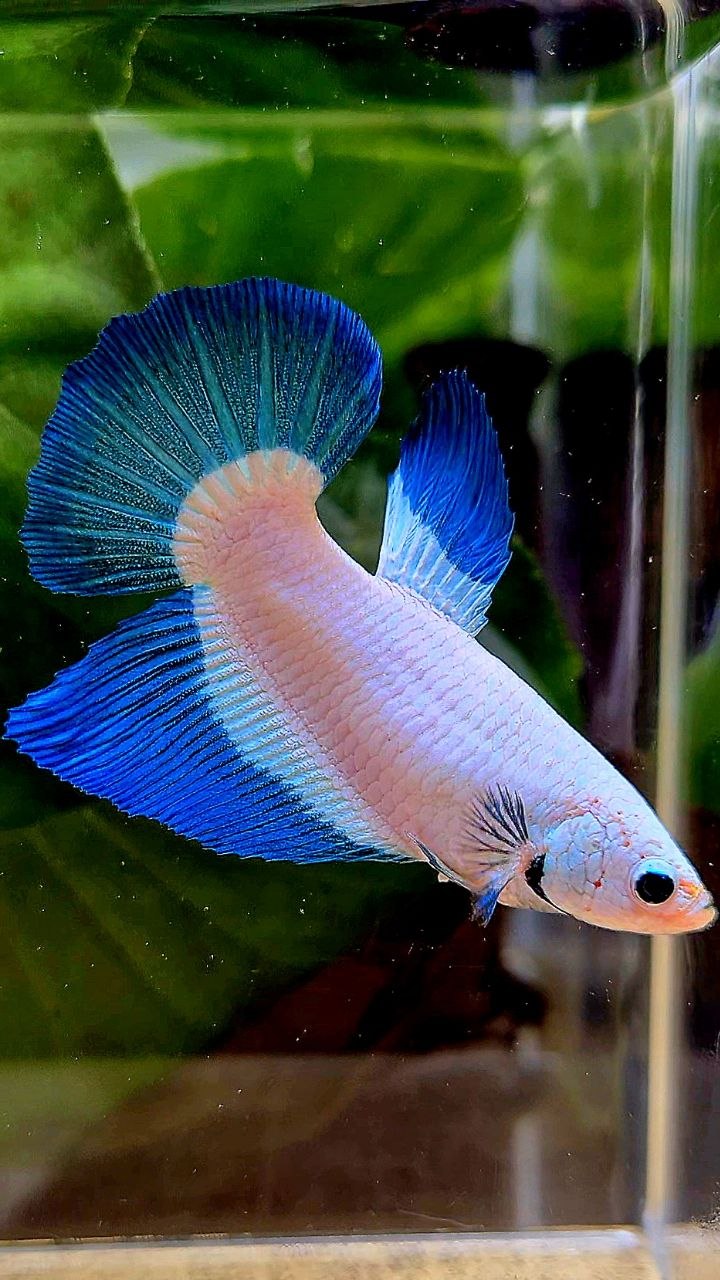 FEMALE HALFMOON BLUE RIM BUTTERFLY BETTA FISH