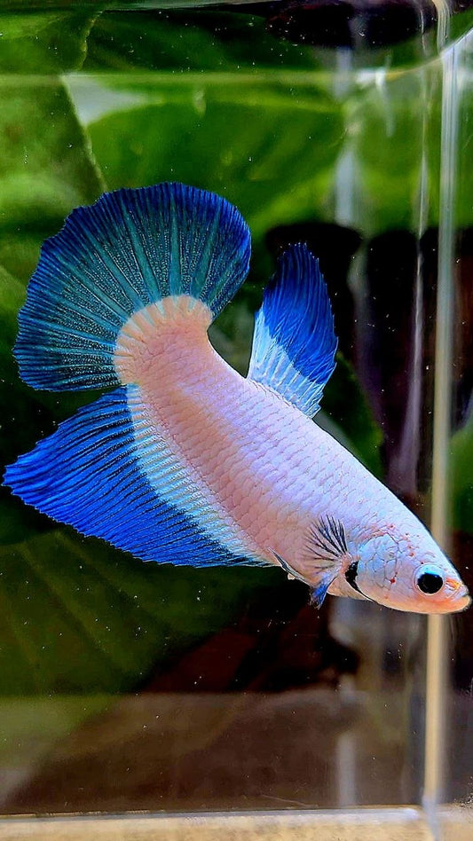 FEMALE HALFMOON BLUE RIM BUTTERFLY BETTA FISH