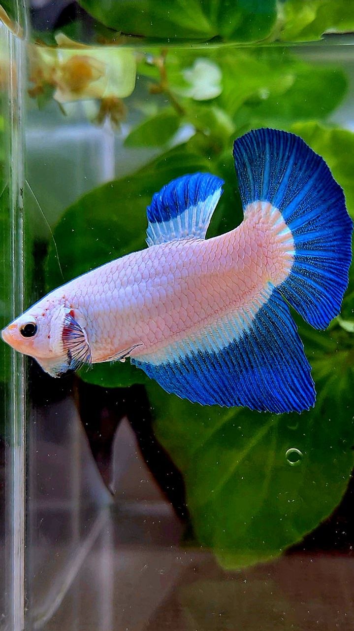 FEMALE HALFMOON BLUE RIM BUTTERFLY BETTA FISH