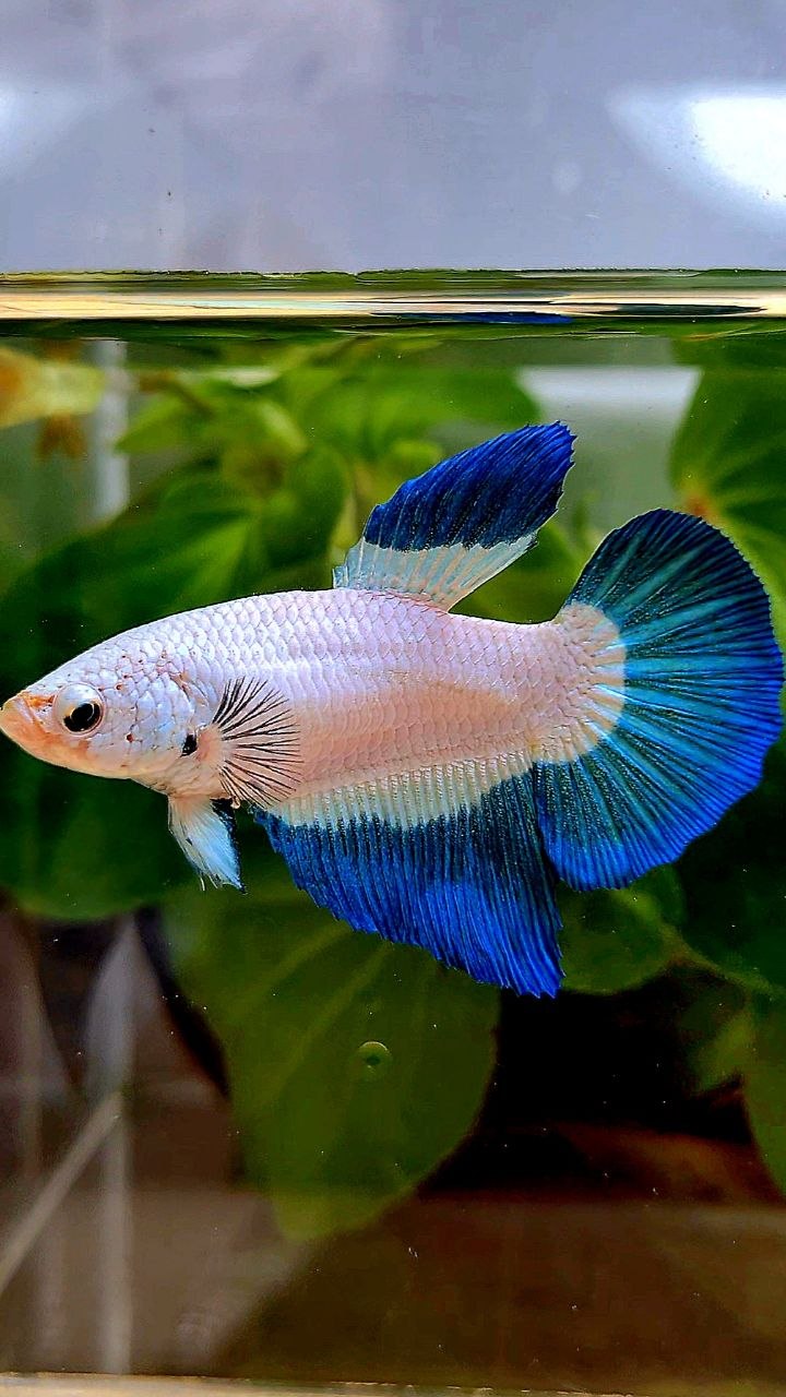 FEMALE HALFMOON BLUE RIM BUTTERFLY BETTA FISH