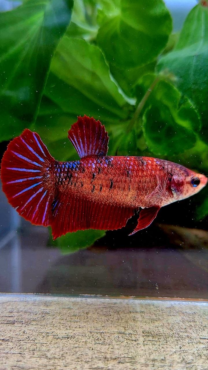 FEMALE PLAKAT RED FANCY MULTICOLOR BETTA FISH