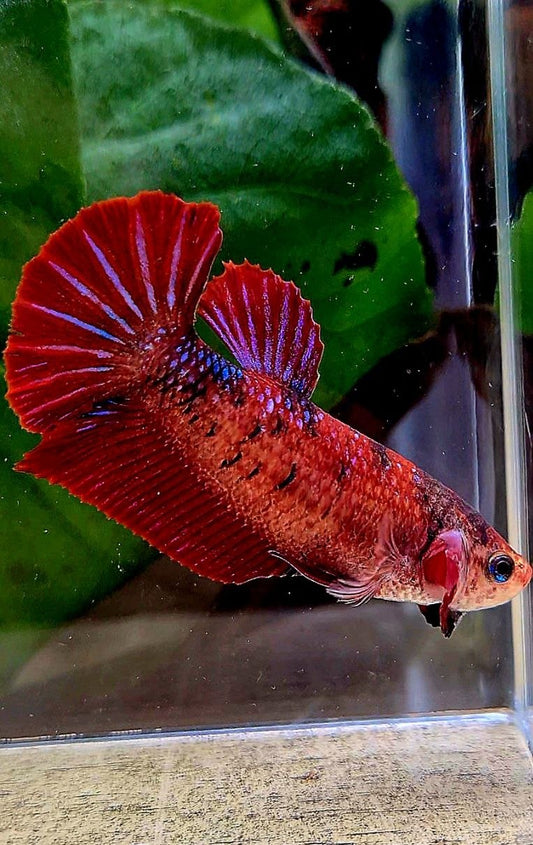 FEMALE PLAKAT RED FANCY MULTICOLOR BETTA FISH