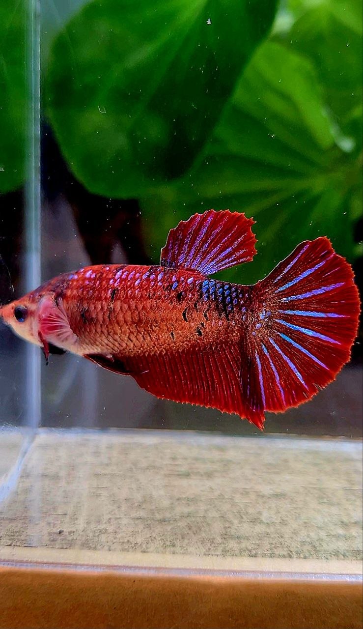 FEMALE PLAKAT RED FANCY MULTICOLOR BETTA FISH