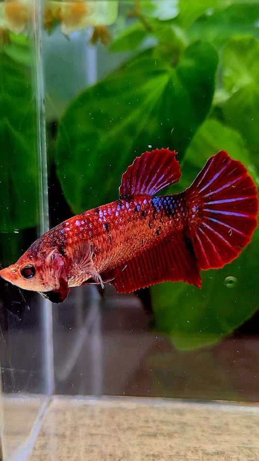FEMALE PLAKAT RED FANCY MULTICOLOR BETTA FISH