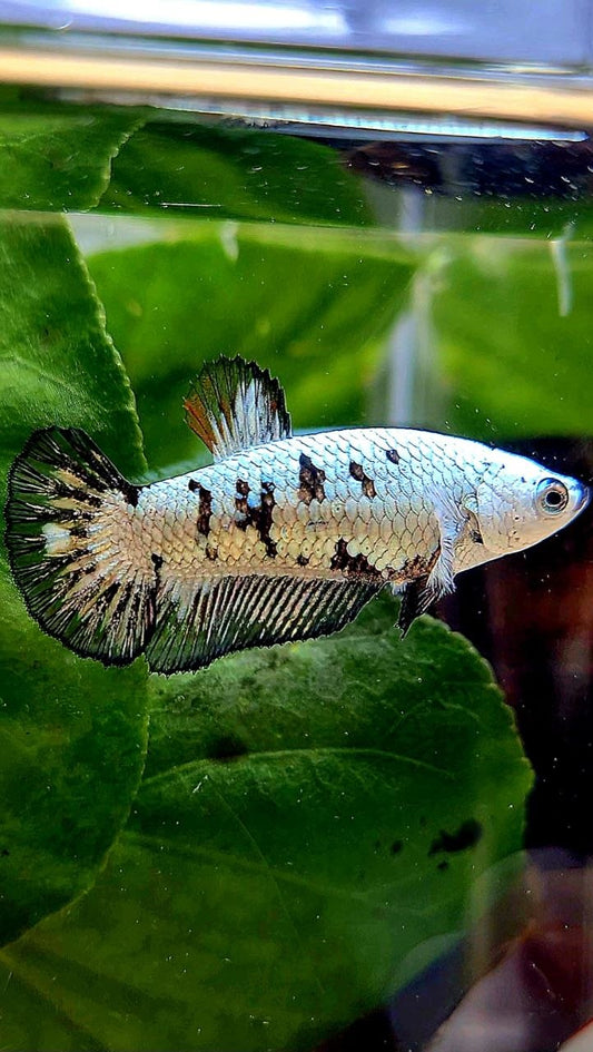 FEMALE PLAKAT BLACK MAMBA SNOW UNIQUE BETTA FISH