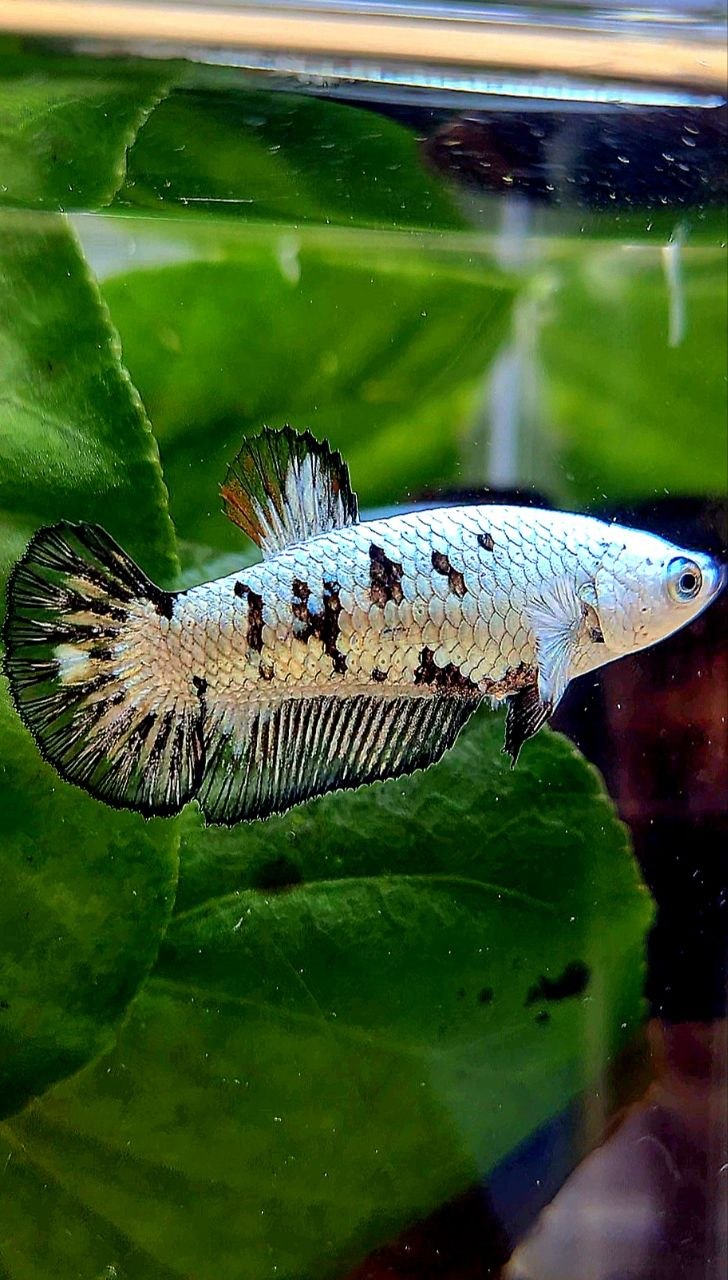 FEMALE PLAKAT BLACK MAMBA SNOW UNIQUE BETTA FISH