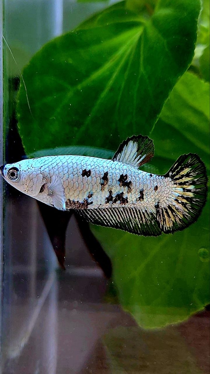 FEMALE PLAKAT BLACK MAMBA SNOW UNIQUE BETTA FISH