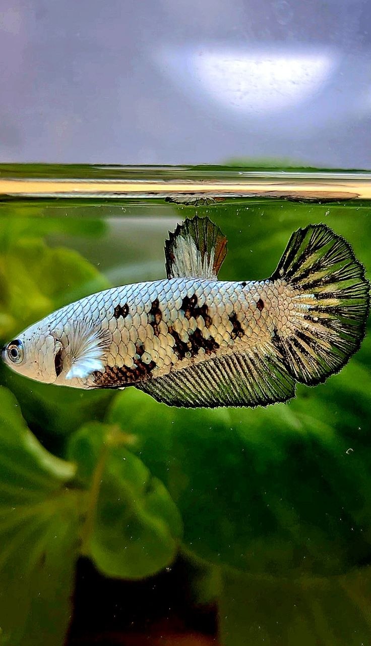 FEMALE PLAKAT BLACK MAMBA SNOW UNIQUE BETTA FISH