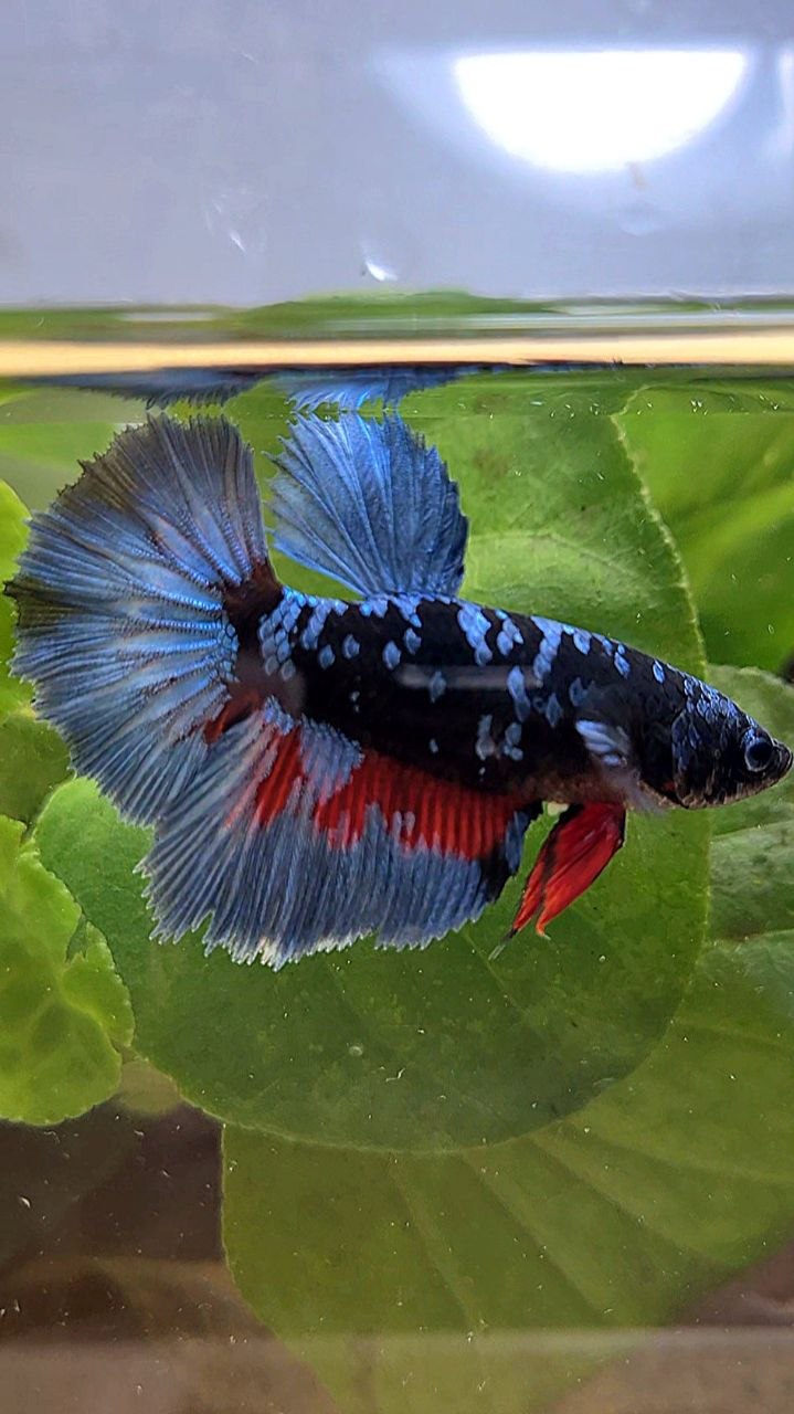 FEMALE HALFMOON ROSETAIL BLACK GALAXY AVATAR BLUE GRAY BETTA FISH