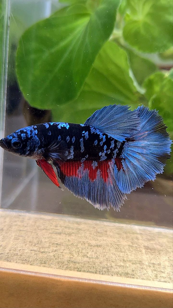 FEMALE HALFMOON ROSETAIL BLACK GALAXY AVATAR BLUE GRAY BETTA FISH