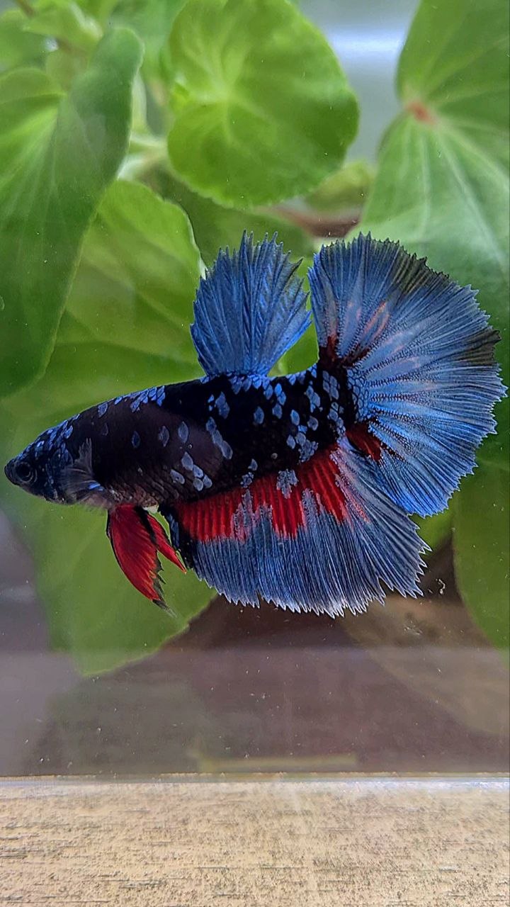 FEMALE HALFMOON ROSETAIL BLACK GALAXY AVATAR BLUE GRAY BETTA FISH