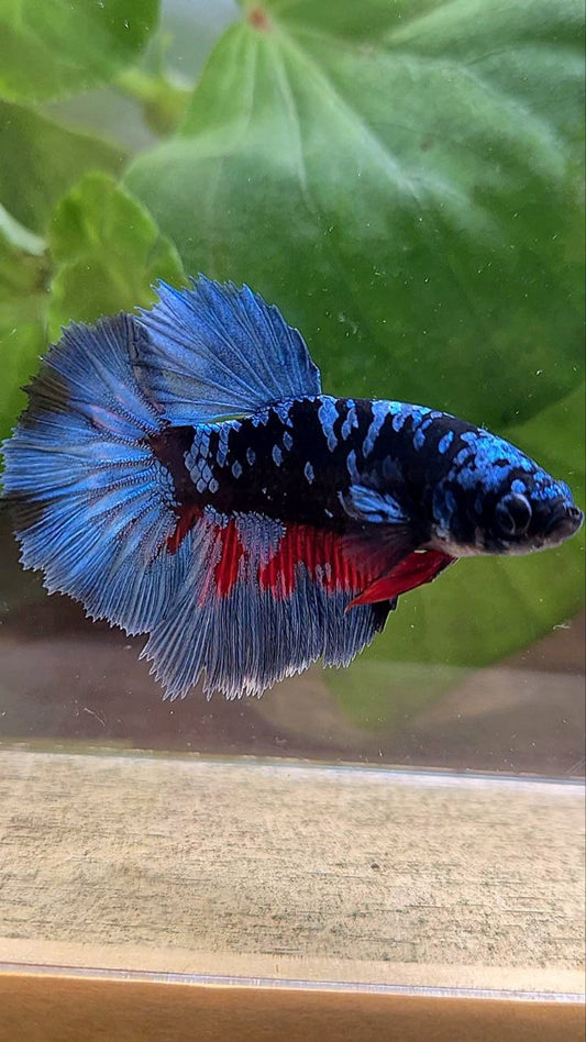 FEMALE HALFMOON ROSETAIL BLACK GALAXY AVATAR BLUE GRAY BETTA FISH