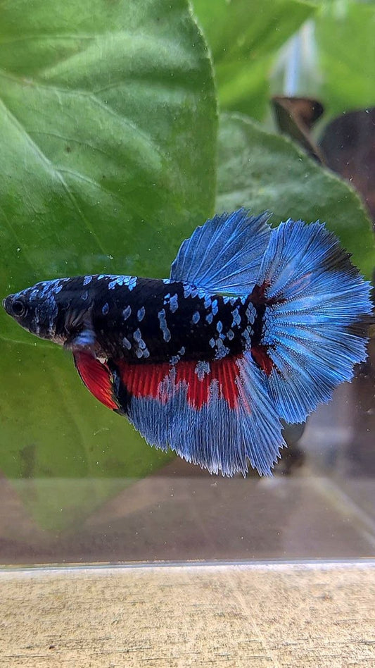 FEMALE HALFMOON ROSETAIL BLACK GALAXY AVATAR BLUE GRAY BETTA FISH