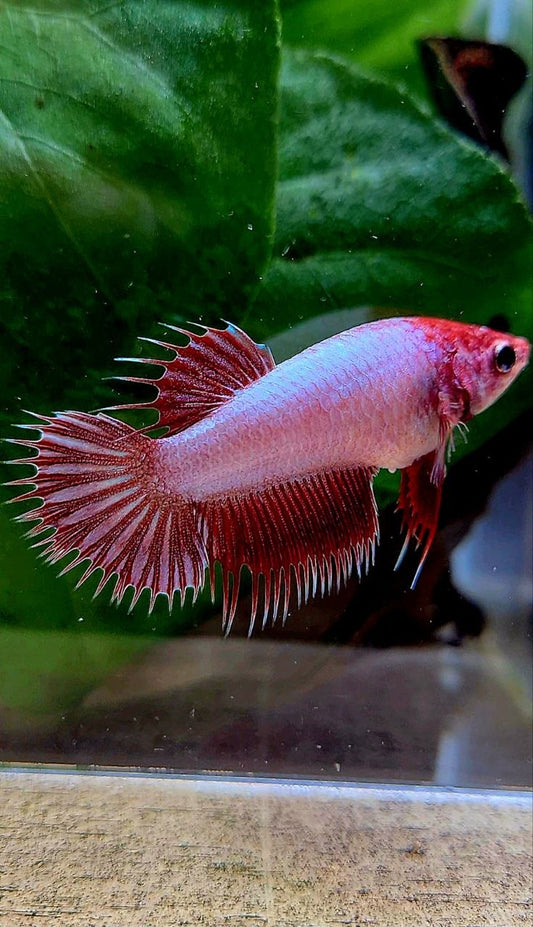 FEMALE CROWNTAIL RED DRAGON BETTA FISH