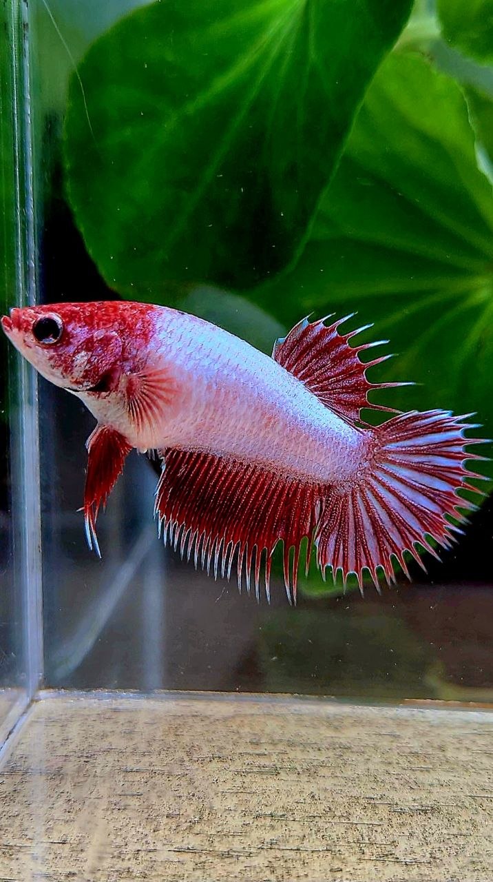 FEMALE CROWNTAIL RED DRAGON BETTA FISH