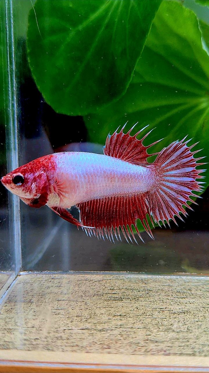 FEMALE CROWNTAIL RED DRAGON BETTA FISH
