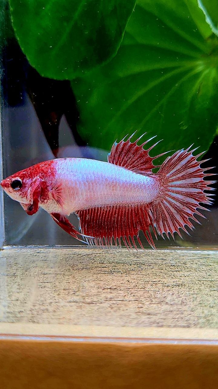 FEMALE CROWNTAIL RED DRAGON BETTA FISH