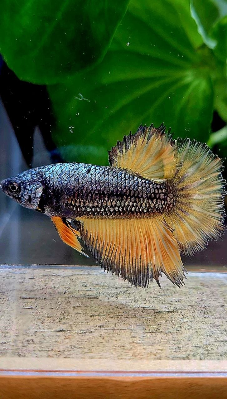 FEMALE HALFMOON ROSETAIL YELLOW COPPER MUSTARD GAS BETTA FISH