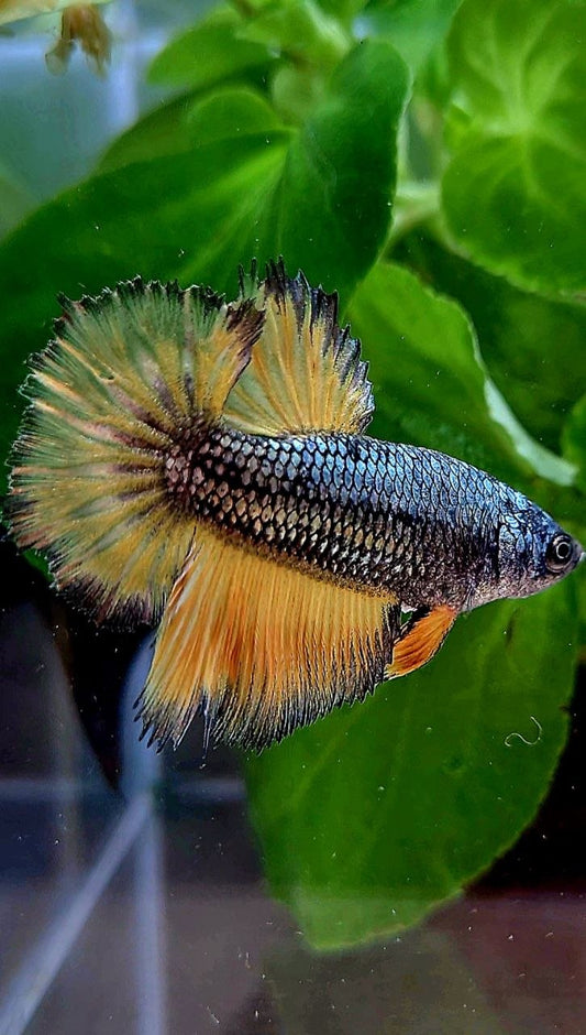 FEMALE HALFMOON ROSETAIL YELLOW COPPER MUSTARD GAS BETTA FISH