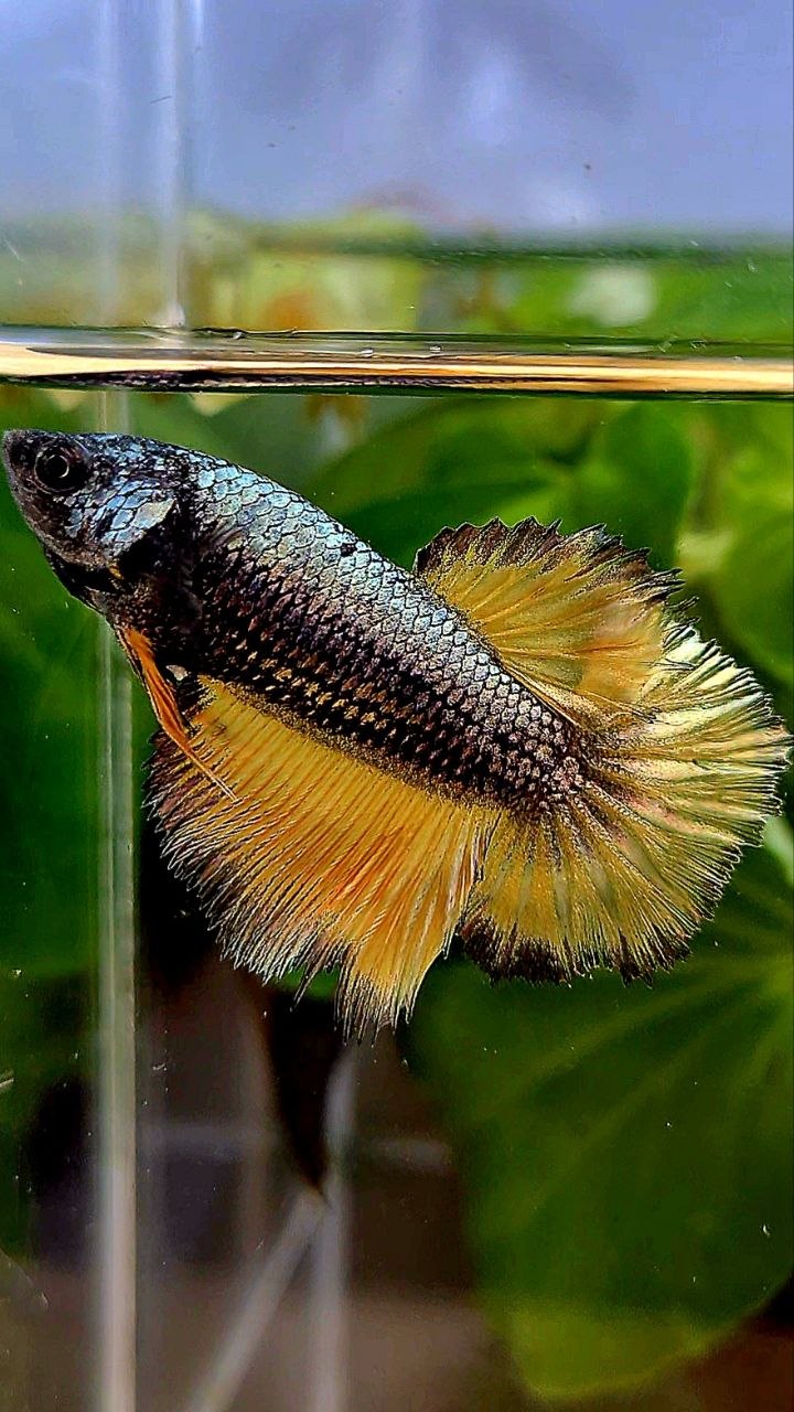 FEMALE HALFMOON ROSETAIL YELLOW COPPER MUSTARD GAS BETTA FISH