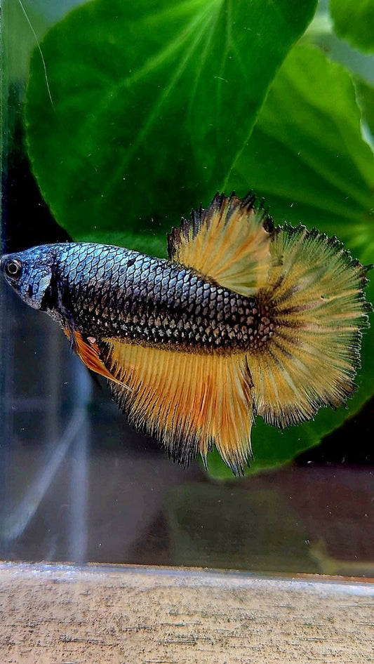 FEMALE HALFMOON ROSETAIL YELLOW COPPER MUSTARD GAS BETTA FISH
