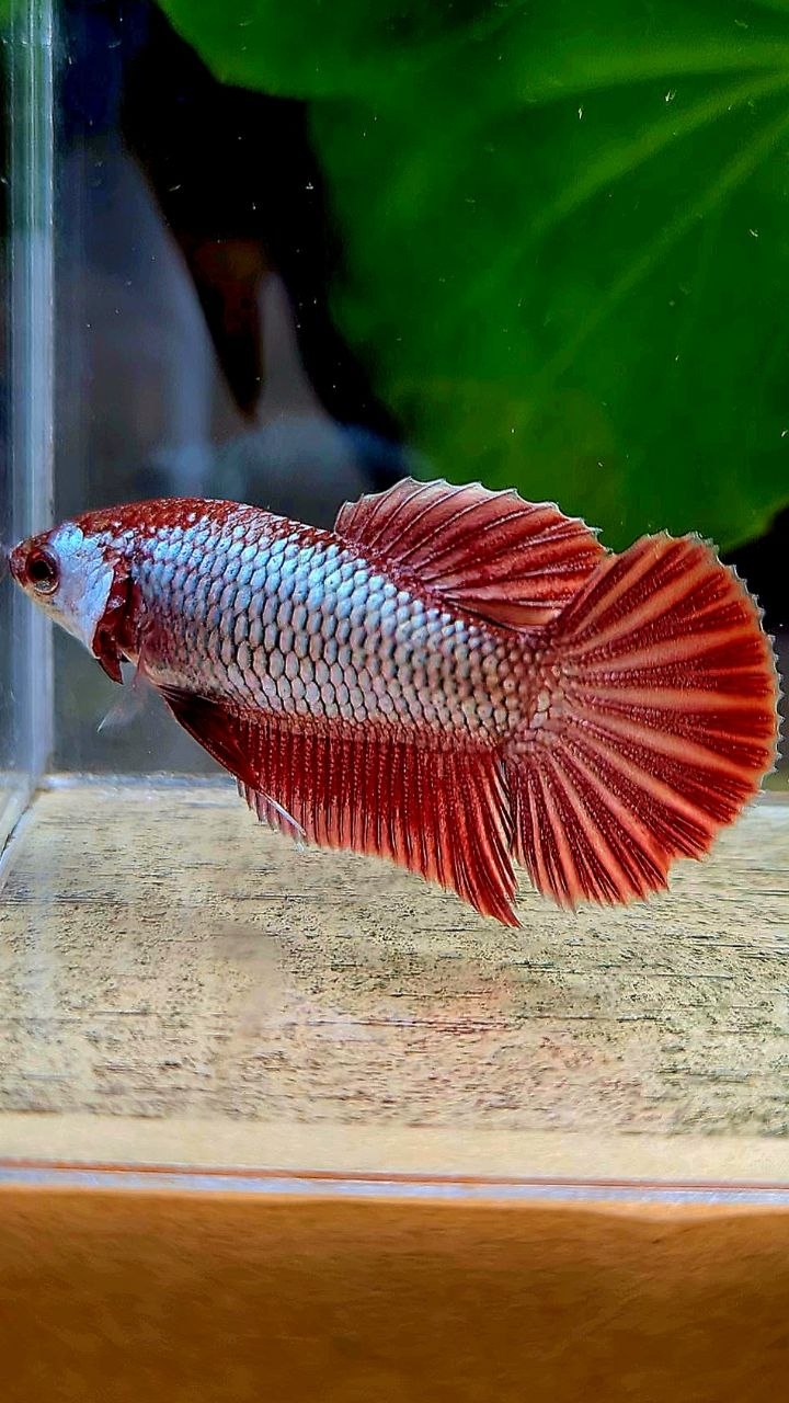 FEMALE HMPK RED COPPER BETTA FISH