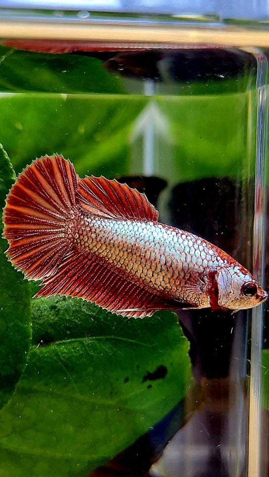 FEMALE HMPK RED COPPER BETTA FISH