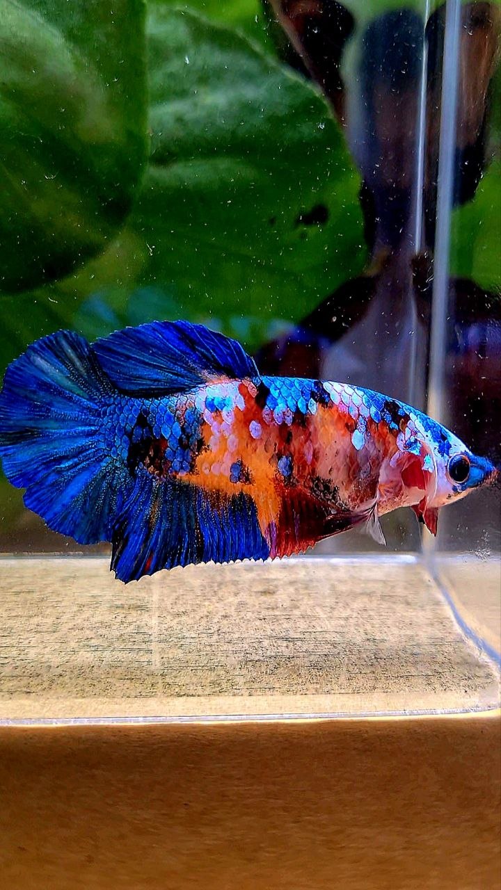 FEMALE PLAKAT ORANGE BLUE GALAXY MULTICOLOR BETTA FISH