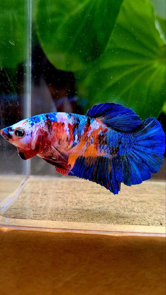FEMALE PLAKAT ORANGE BLUE GALAXY MULTICOLOR BETTA FISH