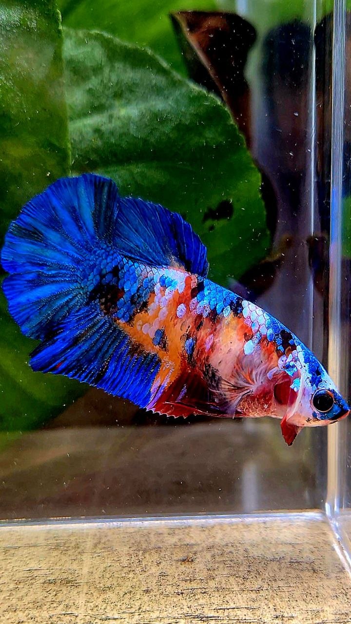 FEMALE PLAKAT ORANGE BLUE GALAXY MULTICOLOR BETTA FISH