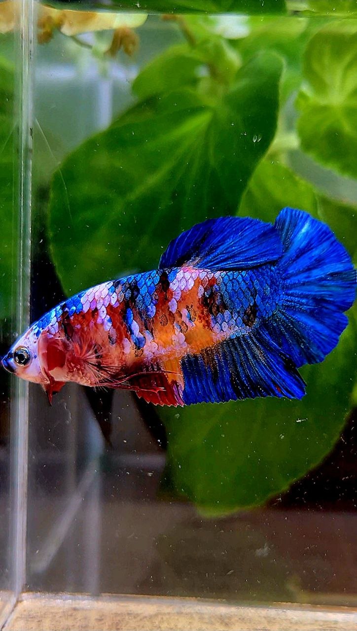 FEMALE PLAKAT ORANGE BLUE GALAXY MULTICOLOR BETTA FISH