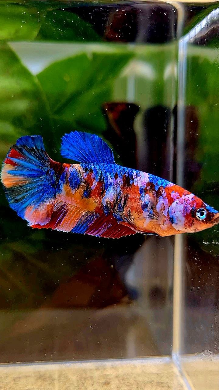 FEMALE PLAKAT GALAXY MULTICOLOR BETTA FISH