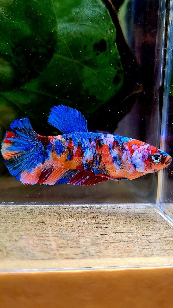 FEMALE PLAKAT GALAXY MULTICOLOR BETTA FISH