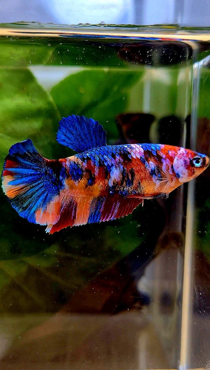 FEMALE PLAKAT GALAXY MULTICOLOR BETTA FISH