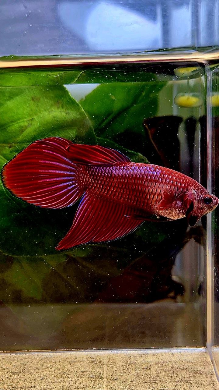 FEMALE VEILTAIL RED PURPLE ETTA FISH