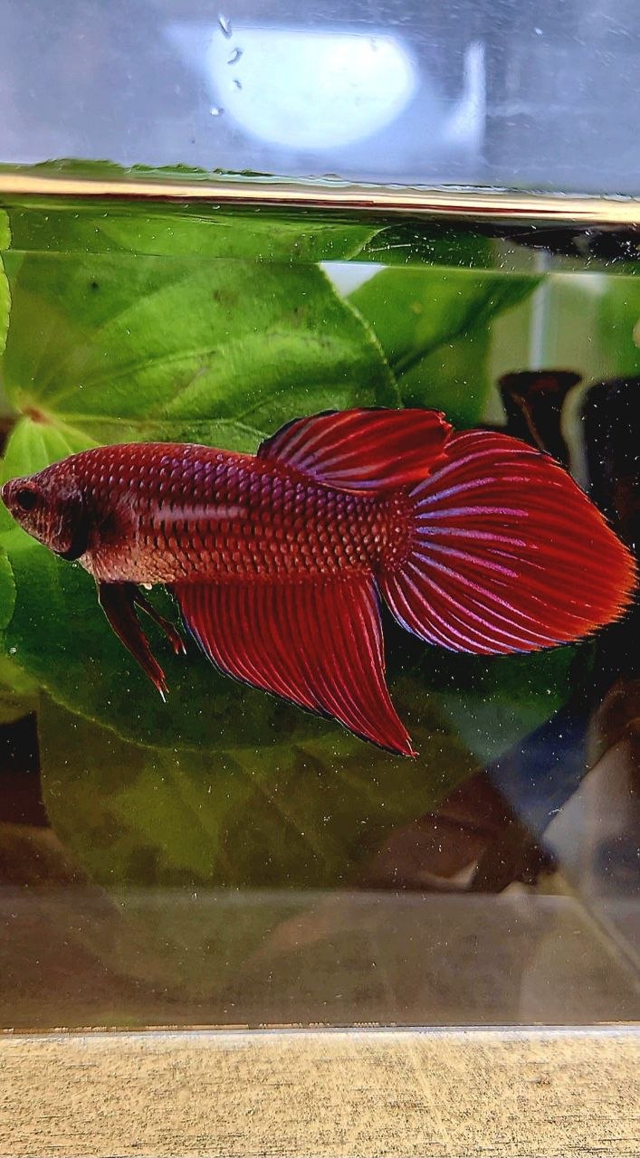 FEMALE VEILTAIL RED PURPLE ETTA FISH