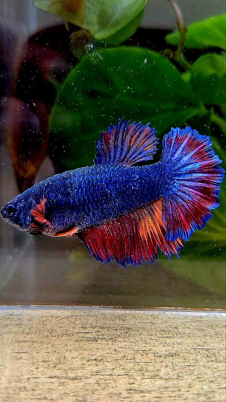 FEMALE HALFMOON ROSETAIL BLUE NEMO MULTICOLOR BETTA FISH