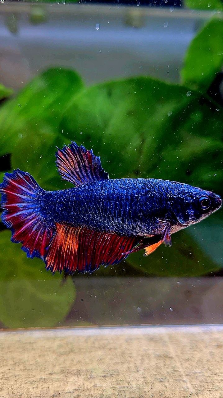 FEMALE HALFMOON ROSETAIL BLUE NEMO MULTICOLOR BETTA FISH