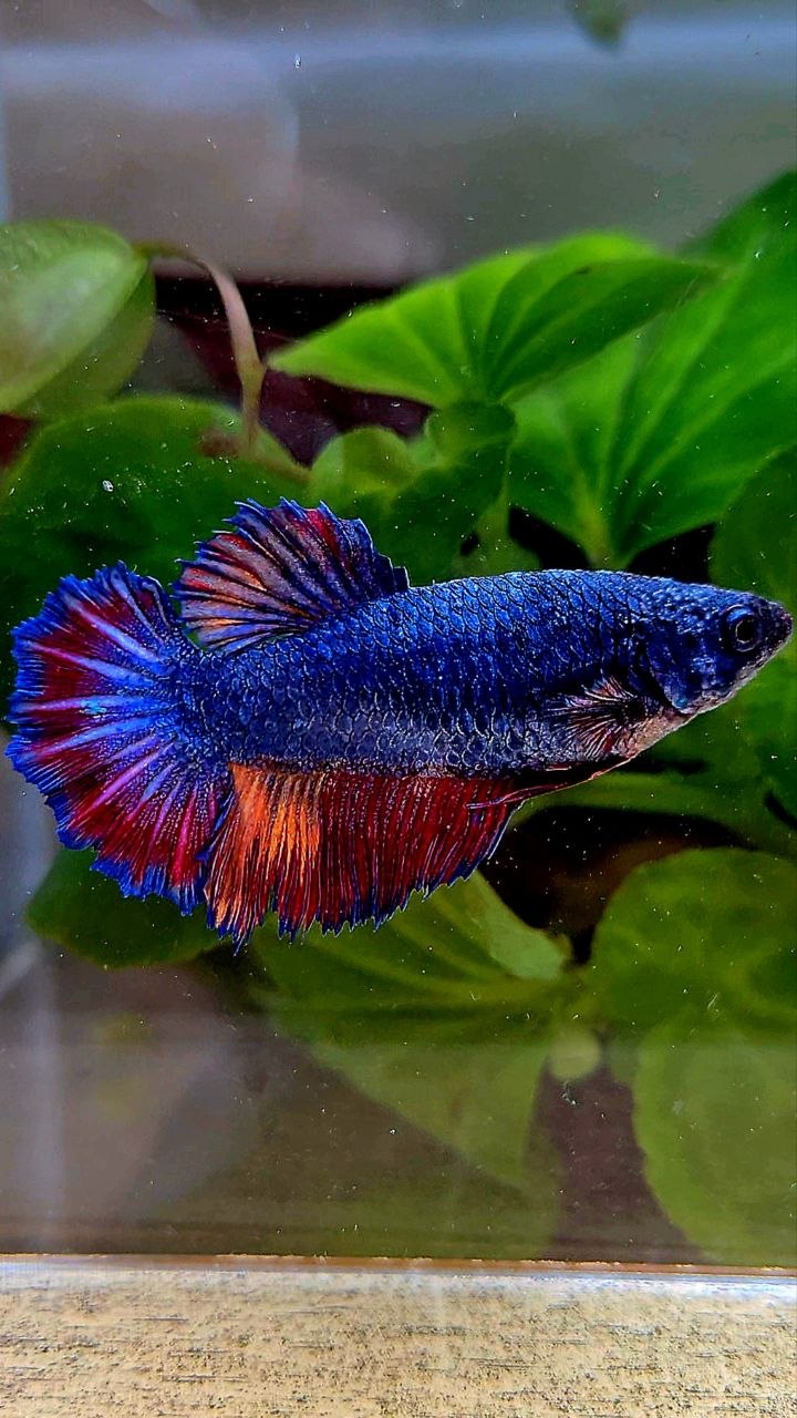 FEMALE HALFMOON ROSETAIL BLUE NEMO MULTICOLOR BETTA FISH