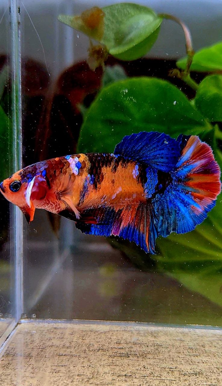 FEMALE PLAKAT ORANGE GALAXY MULTICOLOR BETTA FISH