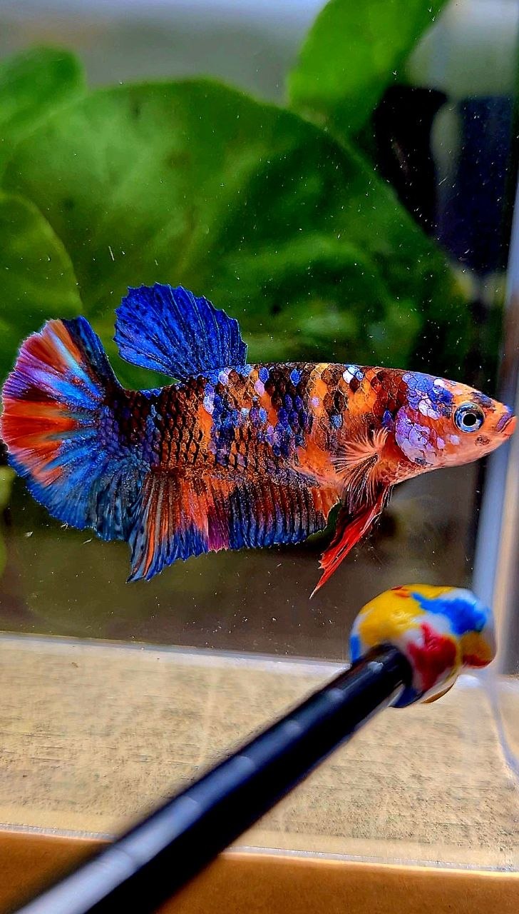 FEMALE PLAKAT ORANGE GALAXY MULTICOLOR BETTA FISH