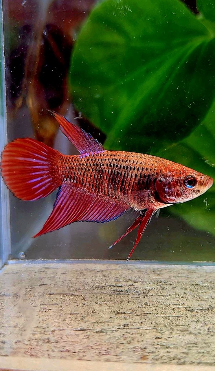 FEMALE VEILTAIL INUYASHA RED PURPLE GALAXY RPG BETTA FISH