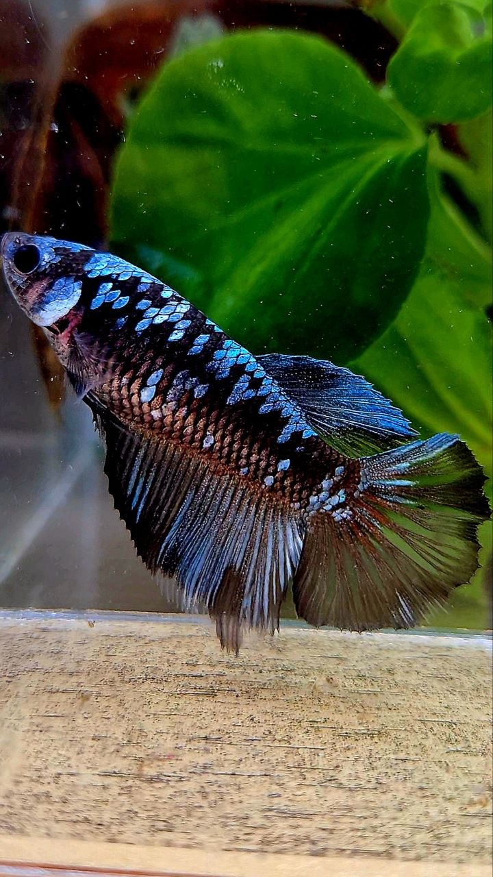 FEMALE HALFMOON BLACK GALAXY BLUE GRAY AVATAR BETTA FISH