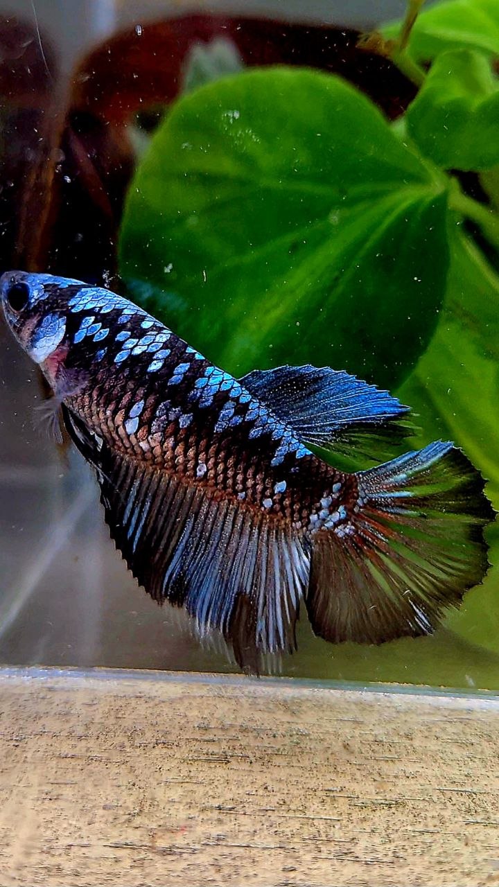 FEMALE HALFMOON BLACK GALAXY BLUE GRAY AVATAR BETTA FISH
