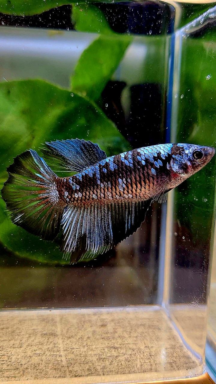 FEMALE HALFMOON BLACK GALAXY BLUE GRAY AVATAR BETTA FISH