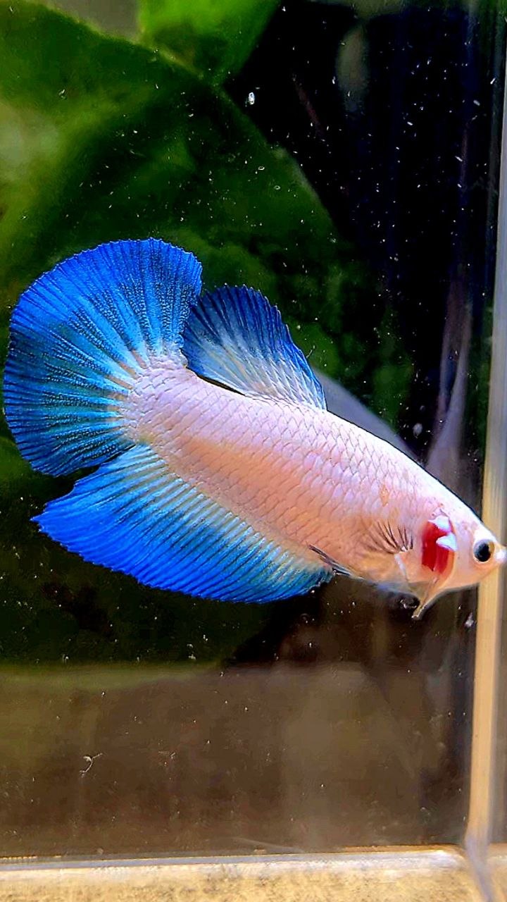 FEMALE HALFMOON BLUE RIM BETTA FISH