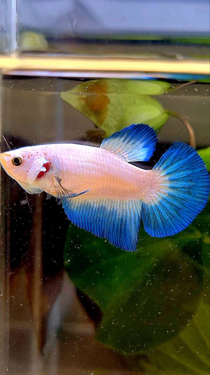 FEMALE HALFMOON BLUE RIM BETTA FISH