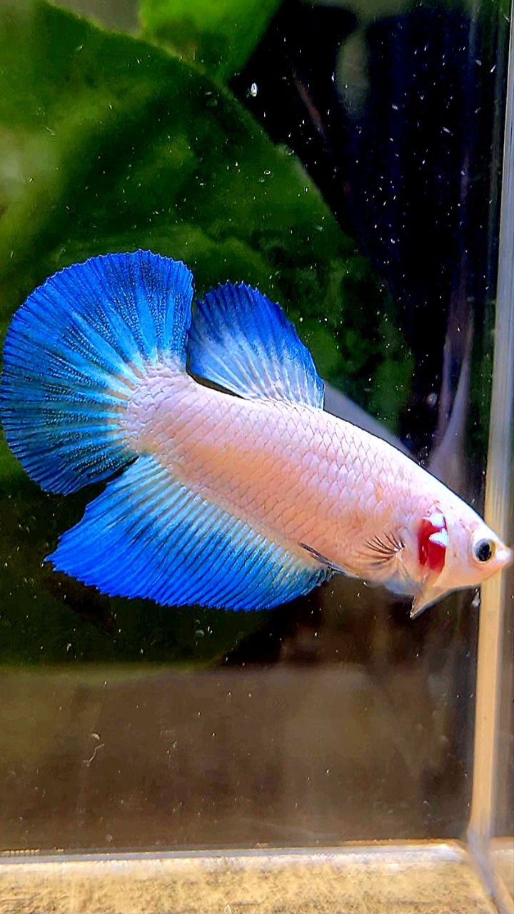 FEMALE HALFMOON BLUE RIM BETTA FISH